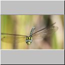 Aeshna cyanea - Blaugruene Mosaikjungfer m05a - Hoerne-Wiese-Tuempel.jpg